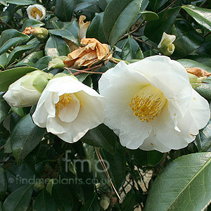 Camellia Williamsii 'Sea Foam'