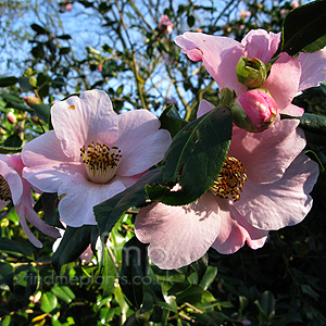 Camellia X Williamsii 'J.C.Williams'