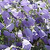 Campanula - cochlearifolia