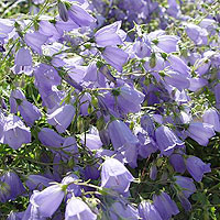 Campanula cochlearifolia - Campanula, Bellflower