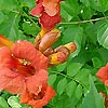 Campsis Radicans
