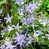 Campanula Poscharskyana - Blue Waterfall