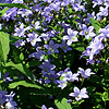 Campanula Lactiflora - Prichards Variety