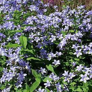 Campanula Lactiflora 'Prichard's Variety' - Campanula, Bellflower