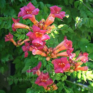 Campsis Radicans - Trumpet Creeper, Trumpet Vine, Campsis