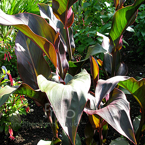 Canna 'Brighton Orange' - Canna Lily