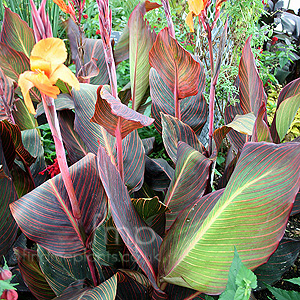 Canna 'Phasion' - Canna Lily