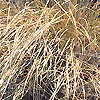 Carex Flagellifera