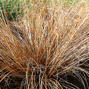 Carex Comans-Bronze - Sedge, Carex