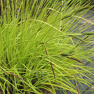 Carex Elata 'Aurea' - Bowles Golden Sedgesedge