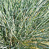 Festuca Glauca - Elijah Blue