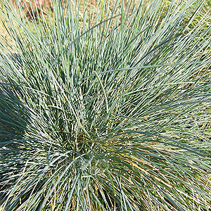 Festuca Glauca 'Elijah Blue'