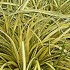 Carex Oshimensis - Evergold