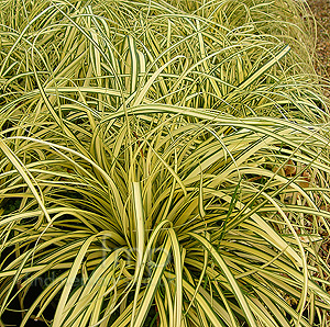 Carex Oshimensis 'Evergold' - Golden Sedge, Carex