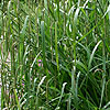 Carex Pendula