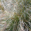 Carex Testacea