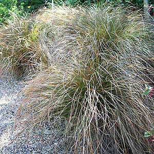 Carex Testacea - Sedge, Carex