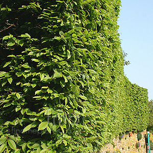 Carpinus Betulus - Hornbeam, Carpinus