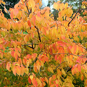 Carpinus Laxiflora