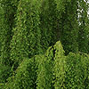 Carpinus Turczaninowii