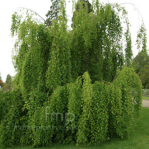 Carpinus Turczaninowii - Hornbeam, Carpinus