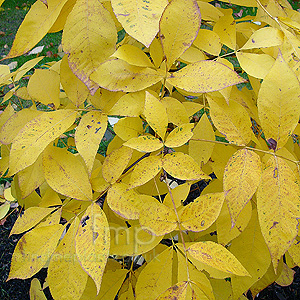 Carya Glabra - Pignut Hickory