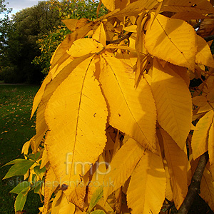 Carya Ovata