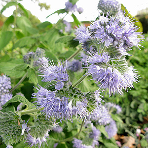 Caryopteris Hepetifolia