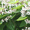 Catalpa Bignonioides