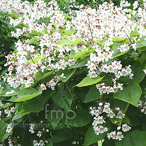 Catalpa Bignonioides - Indian Bean Tree