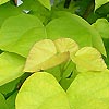 Catalpa Bignonioides - Aurea