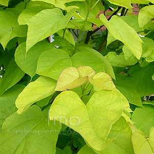 Catalpa Bignonioides 'Aurea' - Indian Bean Tree