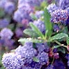 Ceanothus Thyrsiflorus - Repens