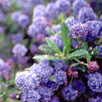 Ceanothus Thyrsiflorus 'Repens' - Californian Lilac