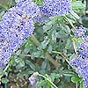 Ceanothus Impressus - Italian Skies