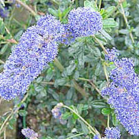 Ceanothus Impressus 'Italian Skies' - Californian Lilac