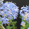 Ceanothus - Puget Blue