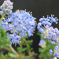 Ceanothus 'Puget Blue' - Californian Lilac, Ceanothus