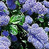 Ceanothus - Yankee Point