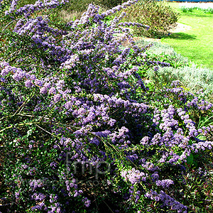 Ceanothus 'Blue Jeans' - Californian Lilac, Ceanothus