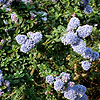 Ceanothus - Blue Mound