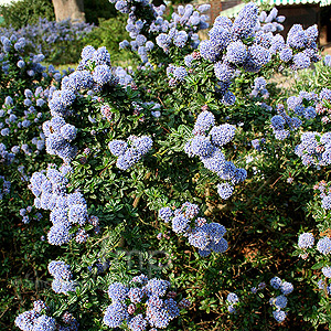 Ceanothus 'Blue Mound' - Californian Lilac, Ceanothus