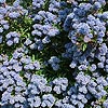 Ceanothus Concha