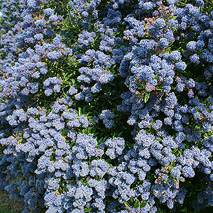 Ceanothus Concha - Californian Lilac