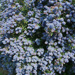 Ceanothus Concha - Californian Lilac