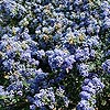 Ceanothus Darkstar