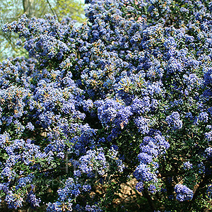 Ceanothus Darkstar - Californian Lilac