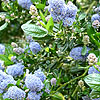 Ceanothus - Skylark