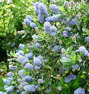 Ceanothus 'Skylark' - Californian Lilac, Ceanothus