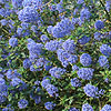 Ceanothus - Tilden Park